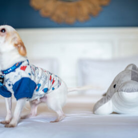 Pet Friendly Rooms