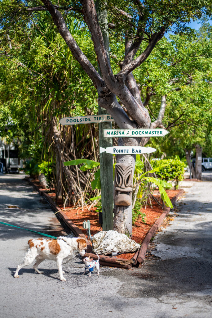 pet friendly hotel