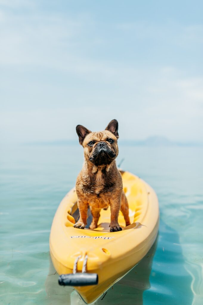 water sports with pet