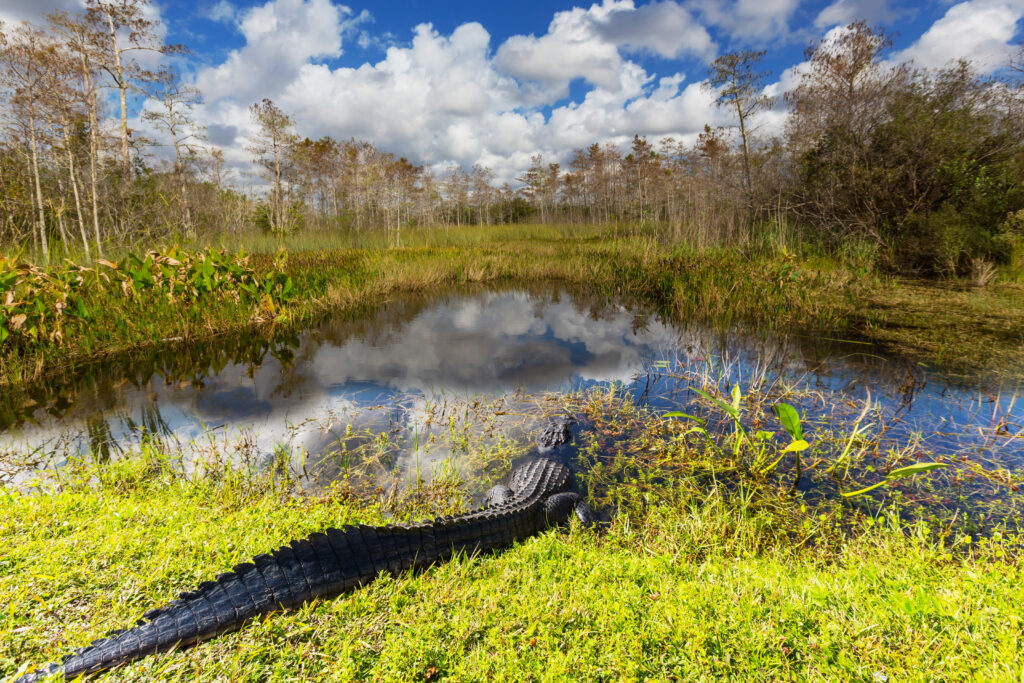 florida everglades
