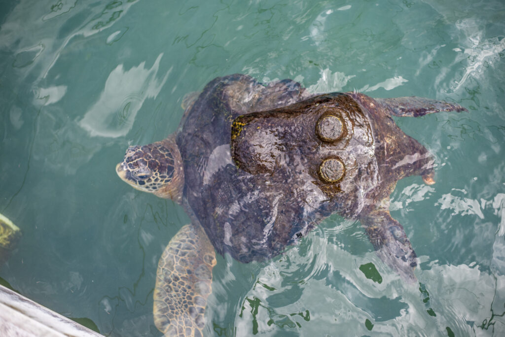 the turtle hospital